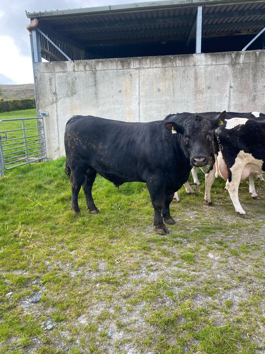 Angus bull - Image 1
