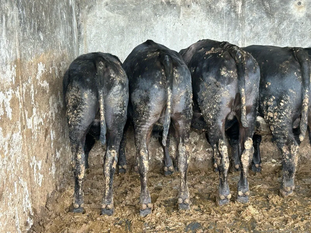 Bullocks - Image 2