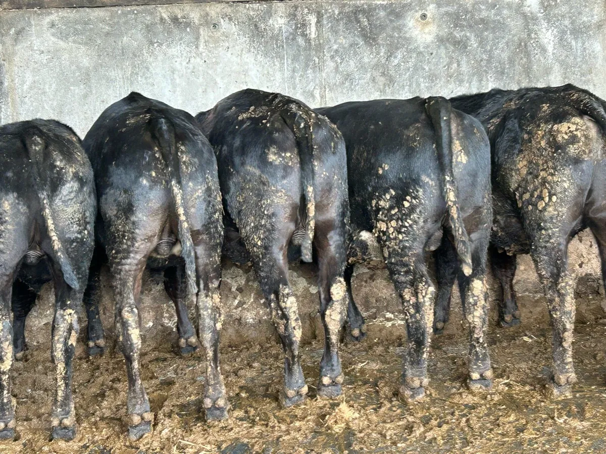 Bullocks - Image 3