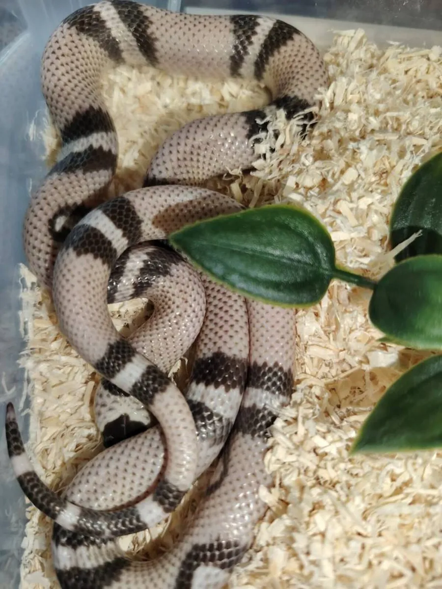 Honduran ghost Milk Snake