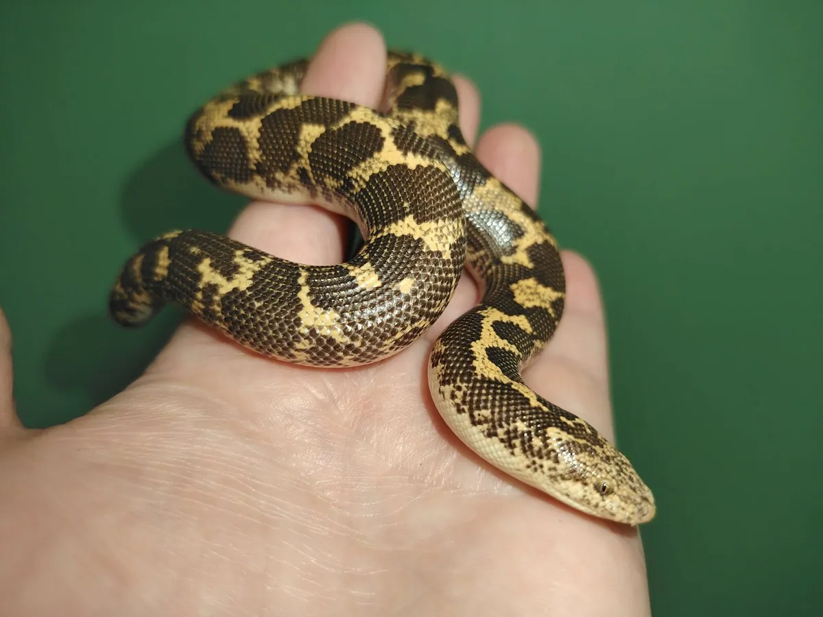 Leopard Sand Boa