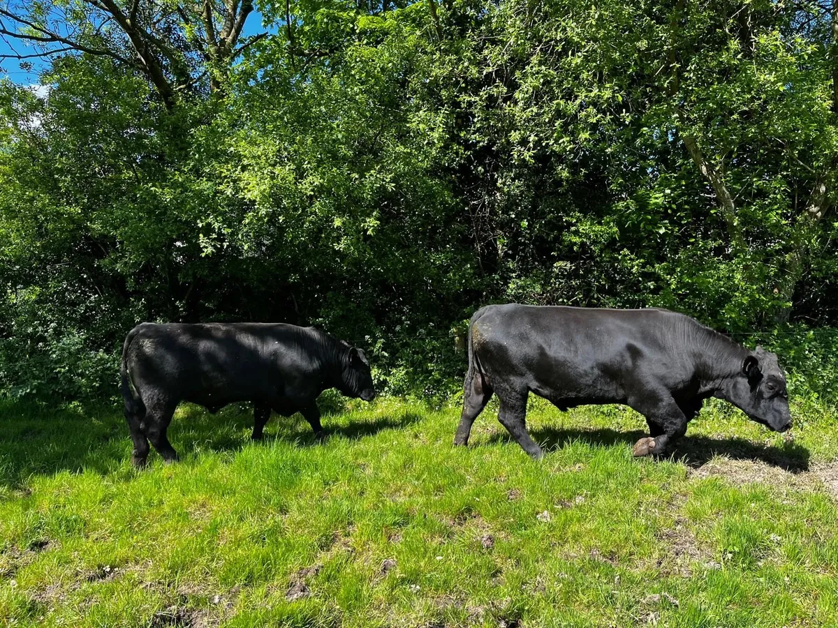Top Quality Angus Bulls - Image 2