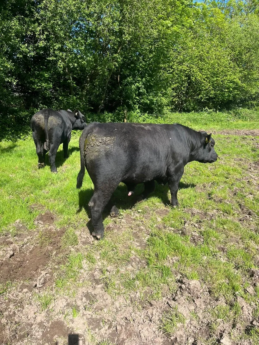 Top Quality Angus Bulls - Image 1