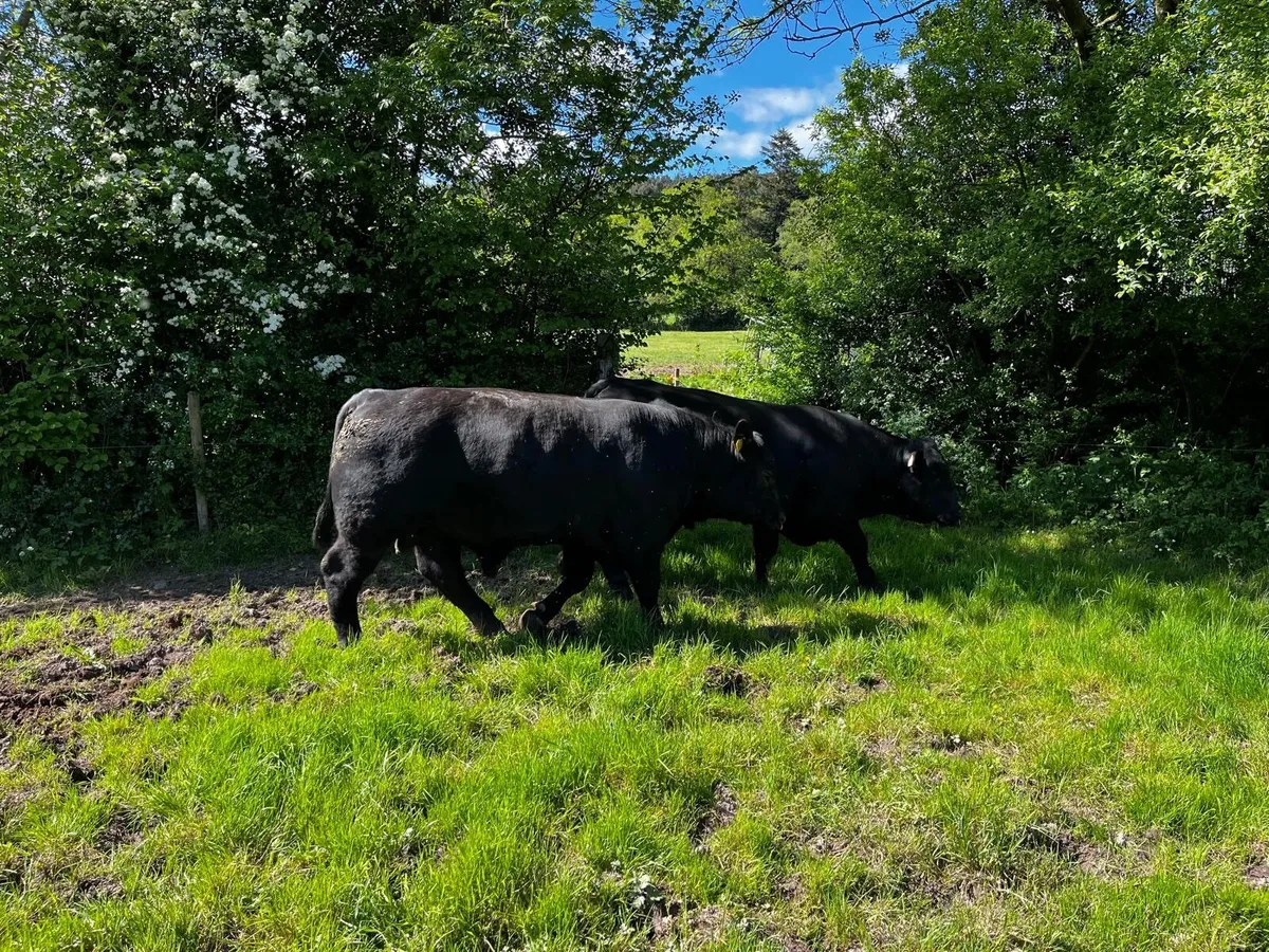 Top Quality Angus Bulls - Image 3