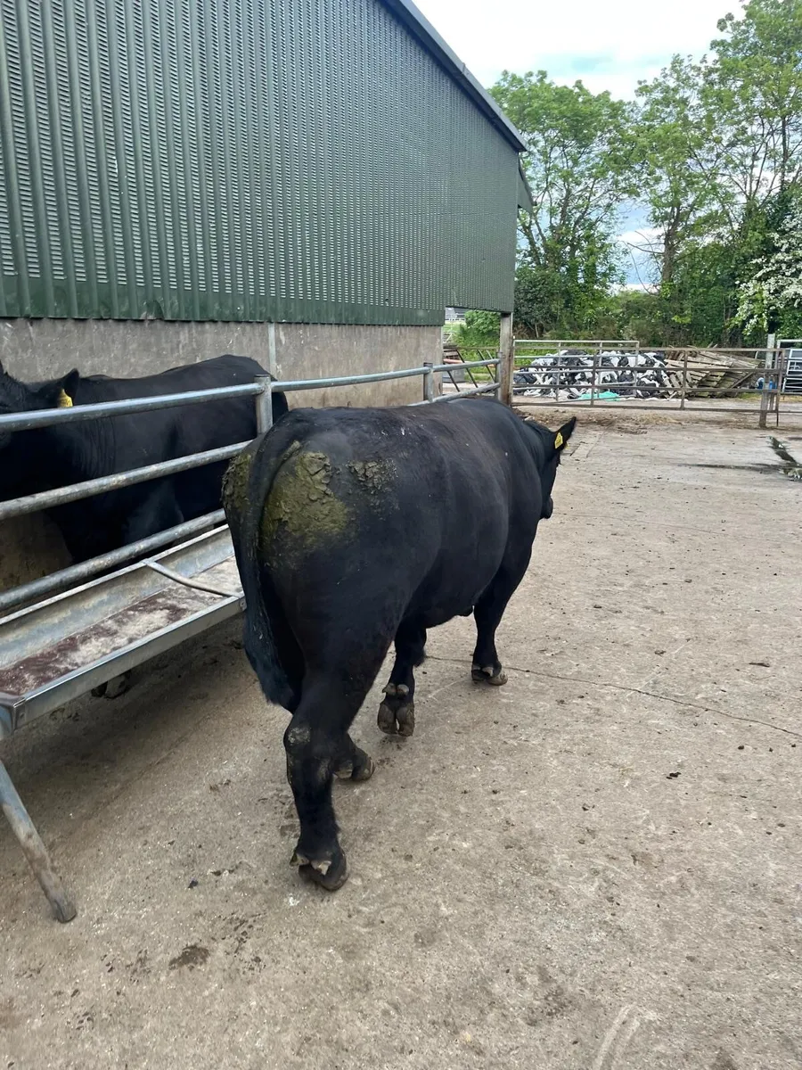 Top Quality Angus Bulls - Image 4