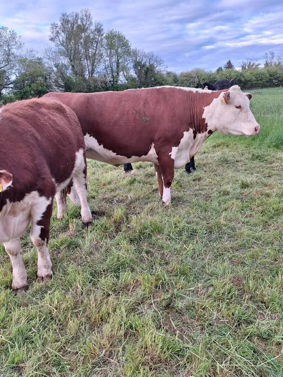 Hereford cow PBR - Image 1