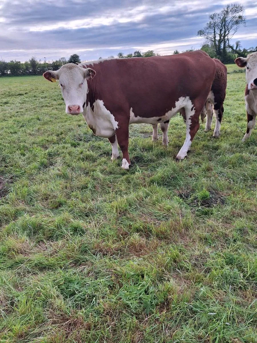Hereford cow PBR - Image 2