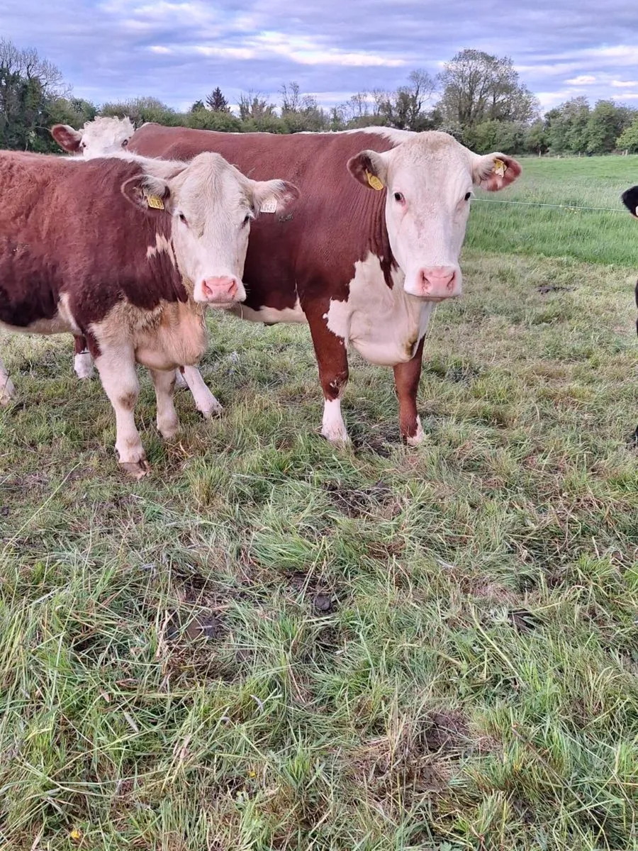Hereford cow PBR - Image 3