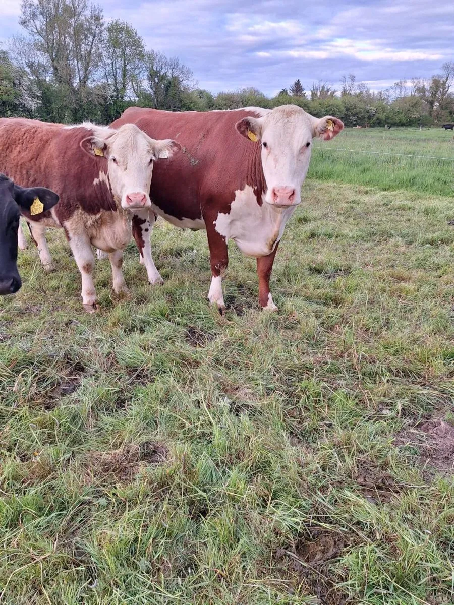 Hereford cow PBR - Image 4