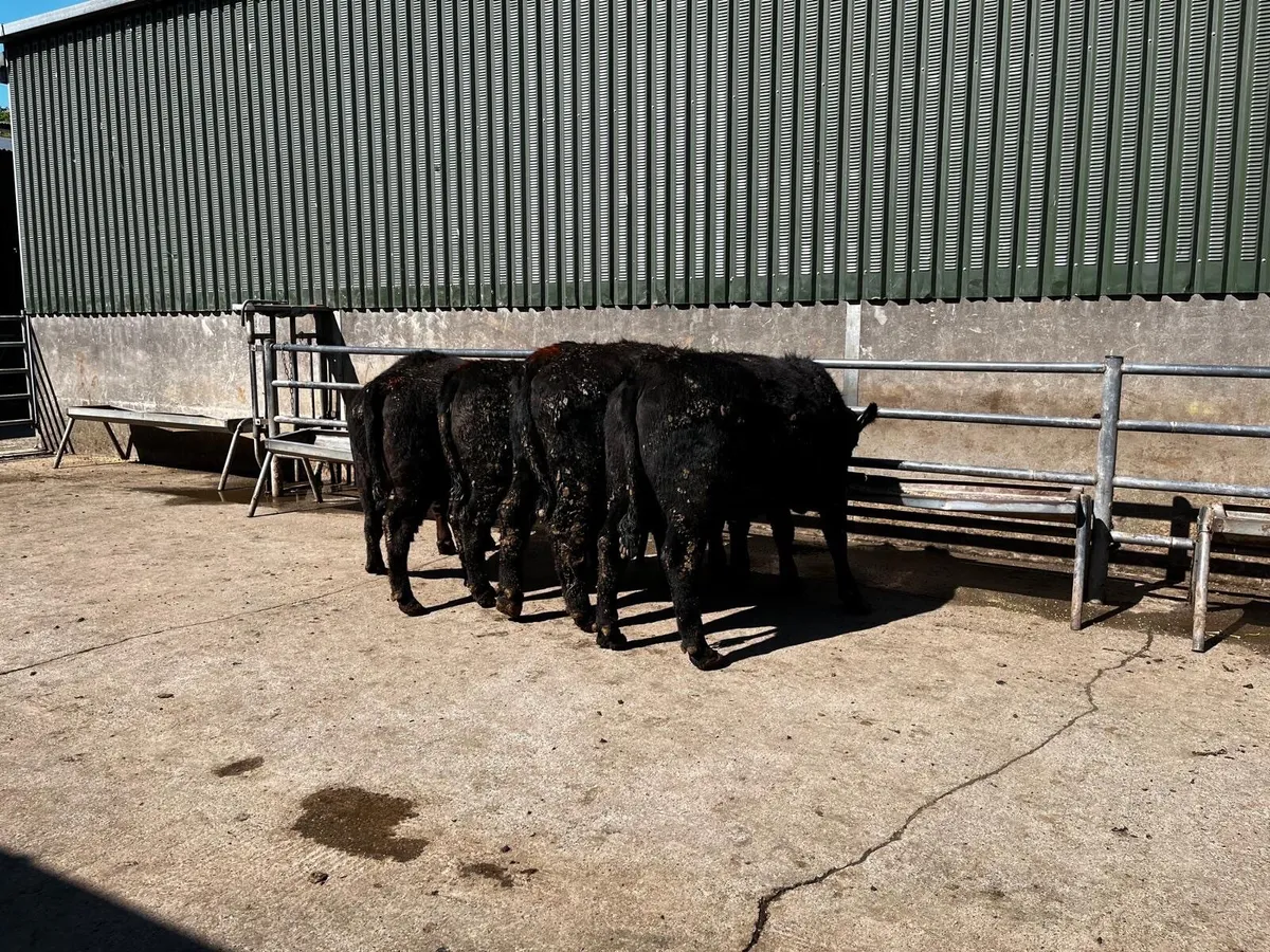 Super Quality Pedigree Angus Heifers - Image 2