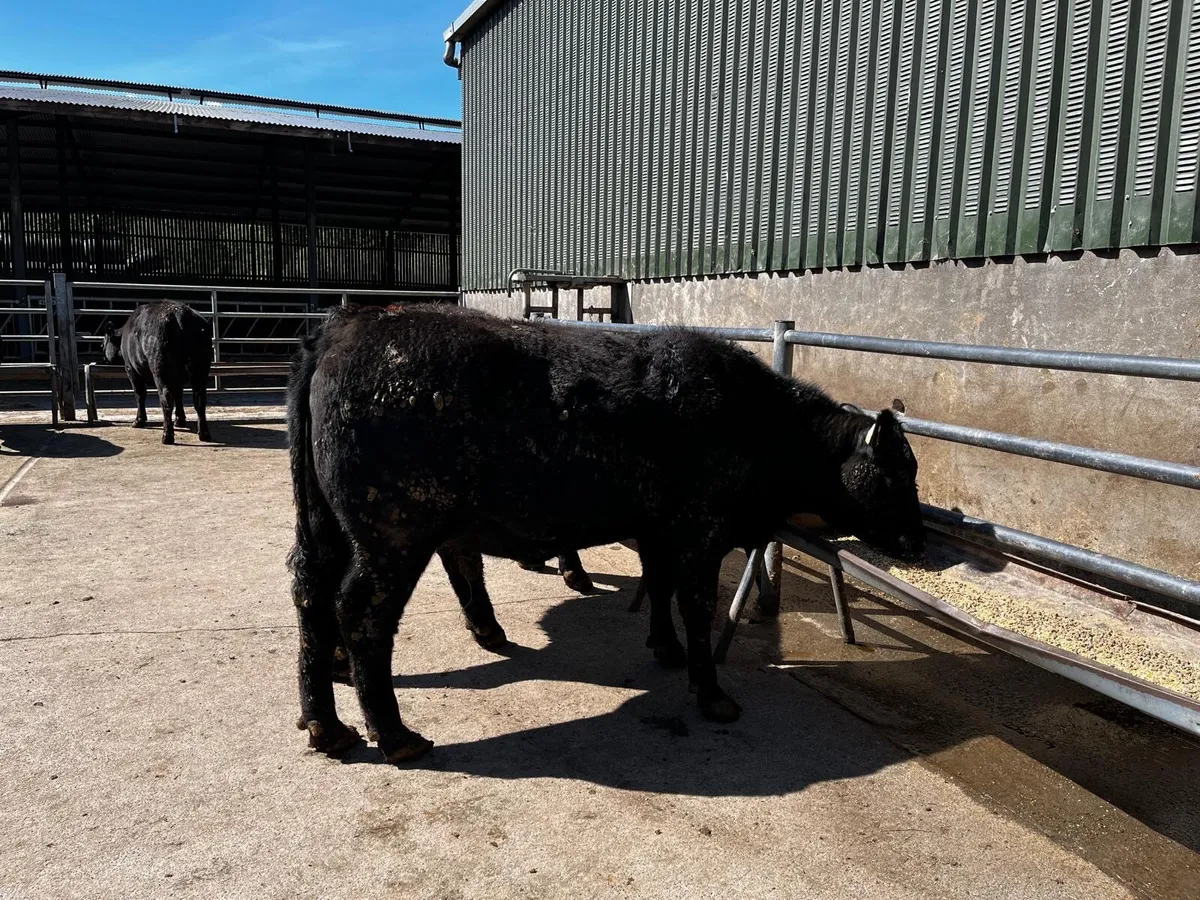 Super Quality Pedigree Angus Heifers - Image 3