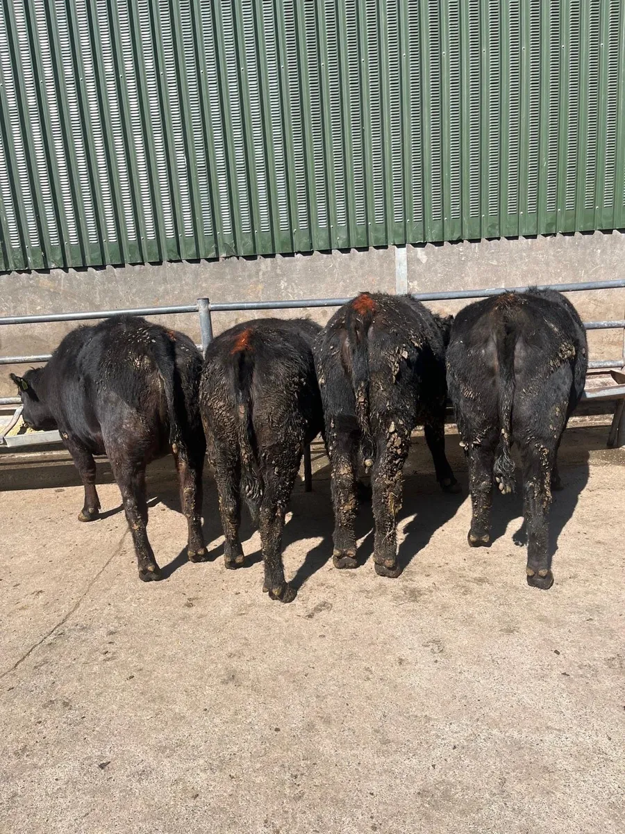 Super Quality Pedigree Angus Heifers - Image 4