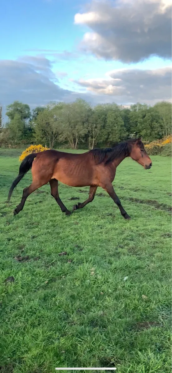 5 horses for sale - Image 1