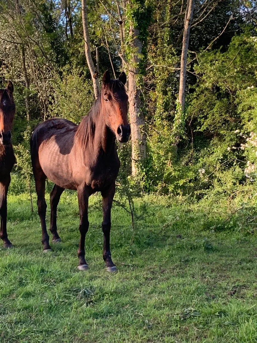 5 horses for sale - Image 2
