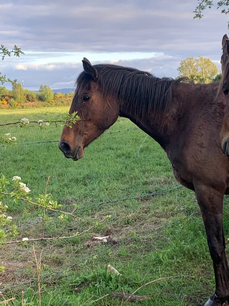 5 horses for sale - Image 3
