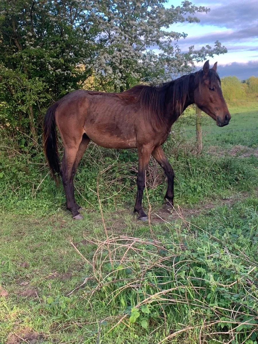5 horses for sale - Image 4