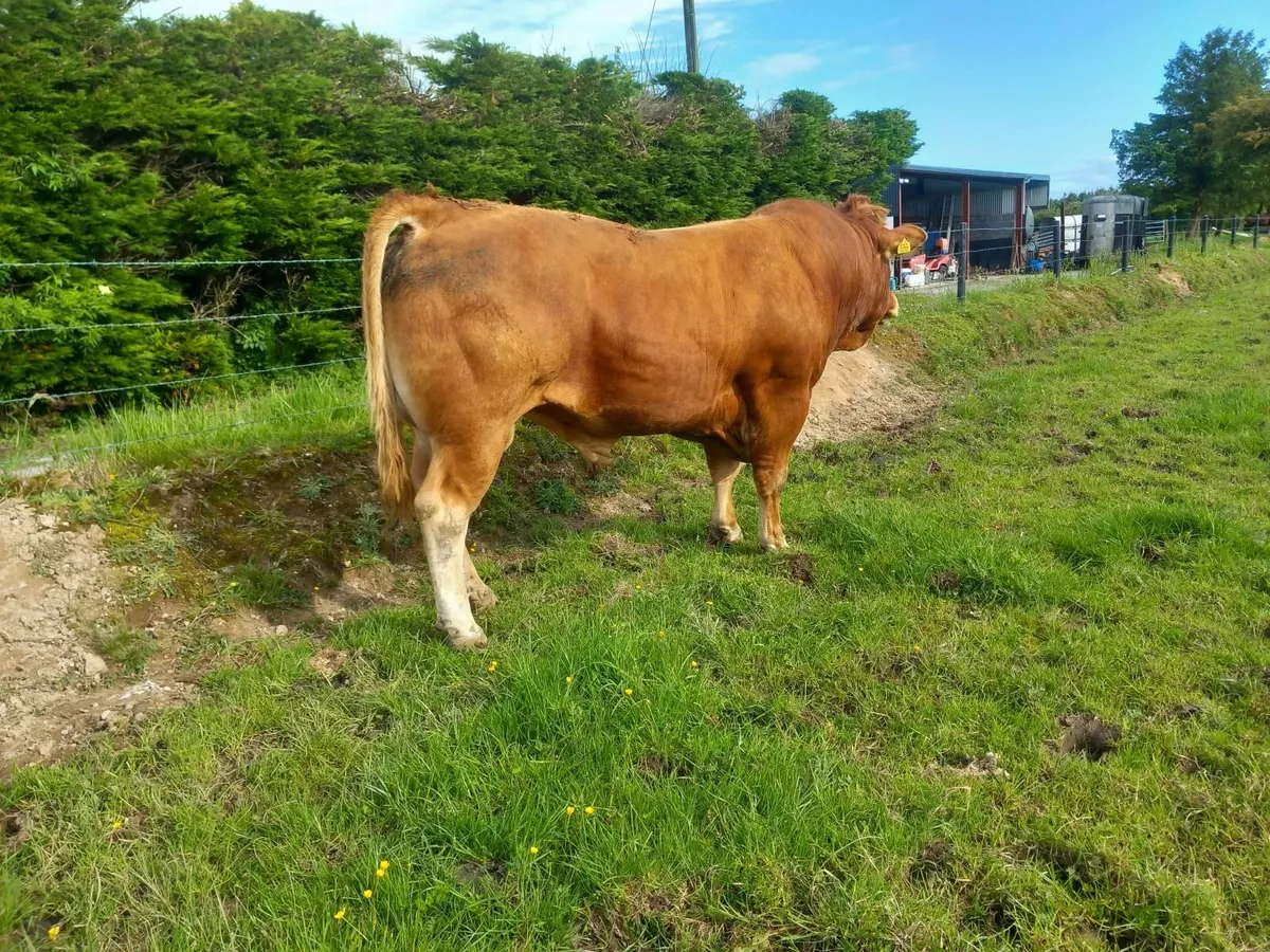 Limousin Bulls - Image 1
