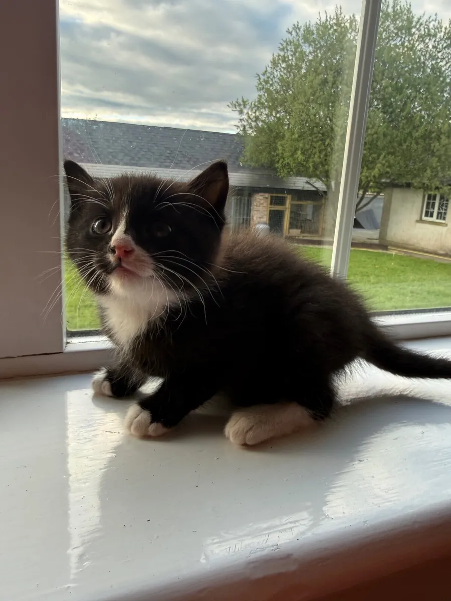 Kittens - Image 2