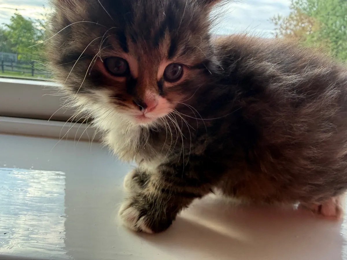 Kittens - Image 3