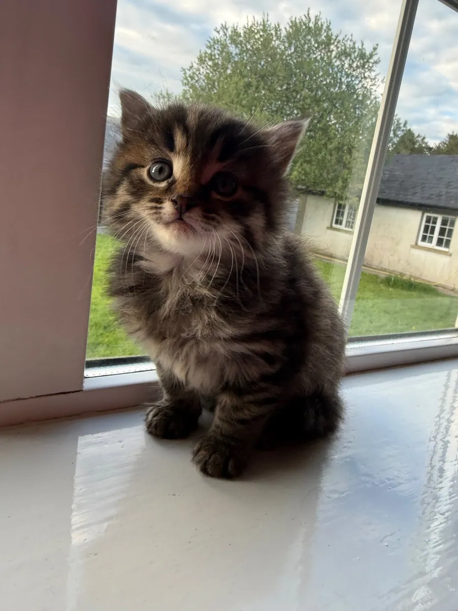 Kittens - Image 1