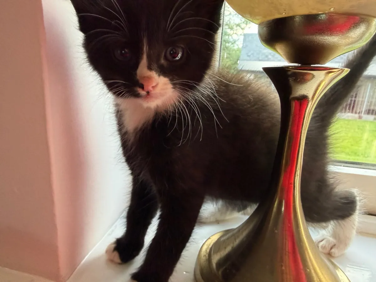 Kittens - Image 4