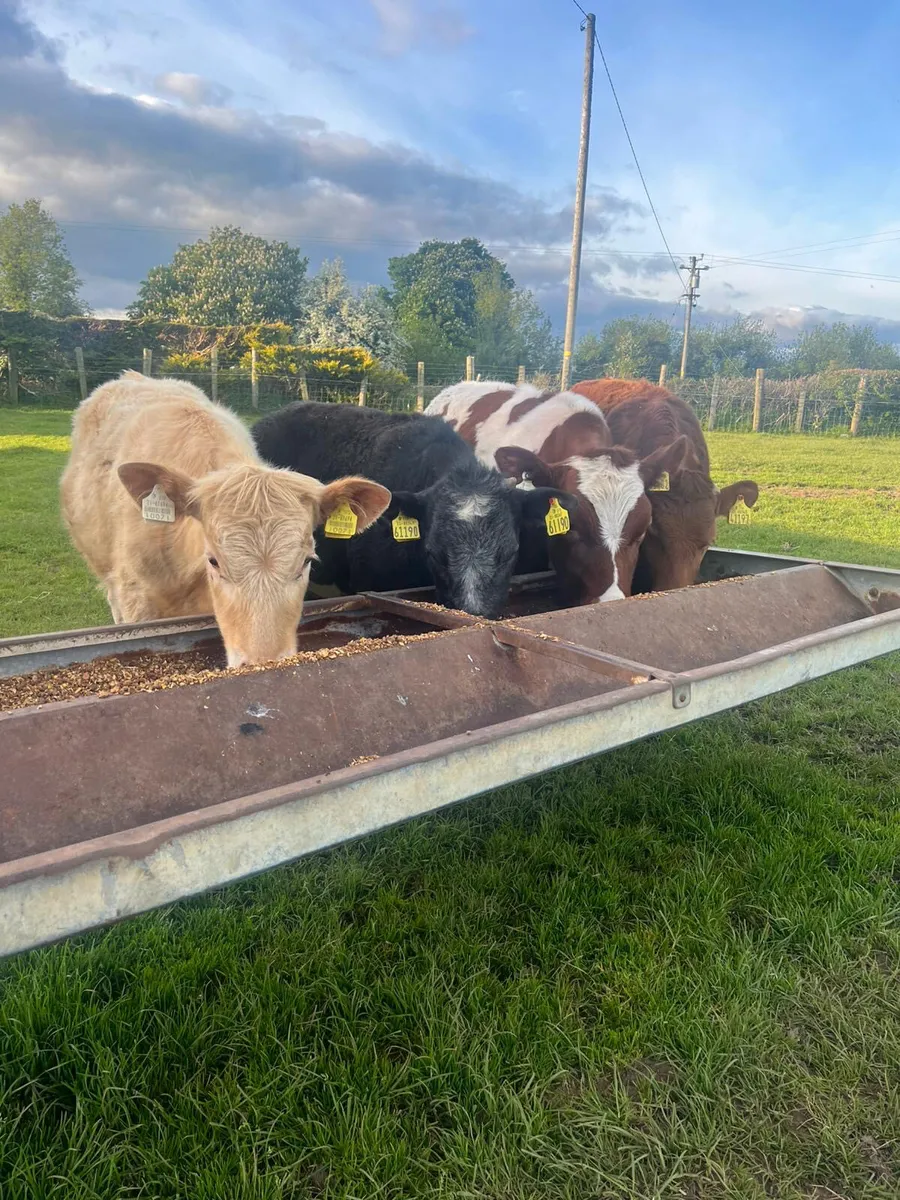 4 Continental Heifer Weanlings - Image 3