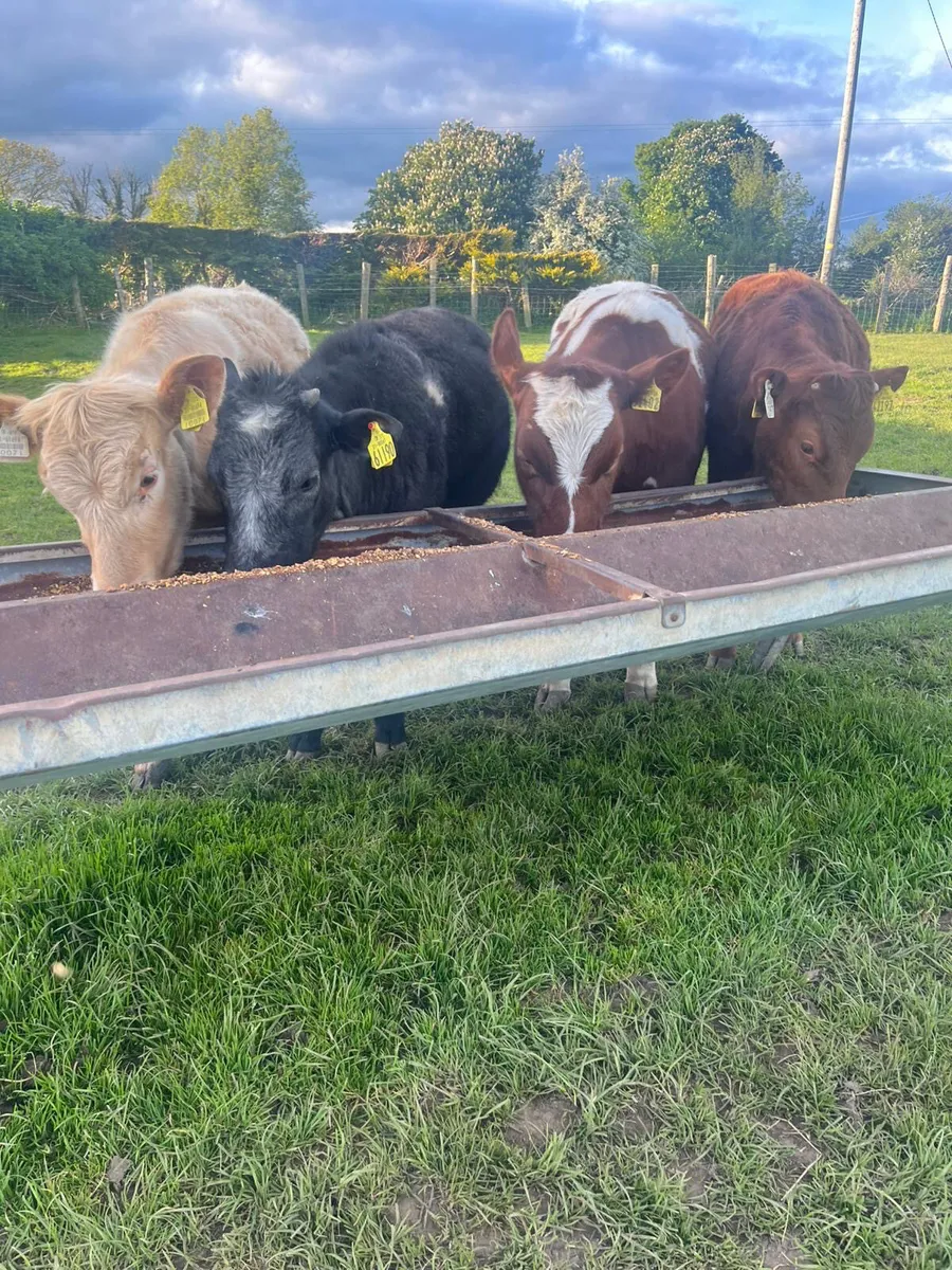 4 Continental Heifer Weanlings - Image 1