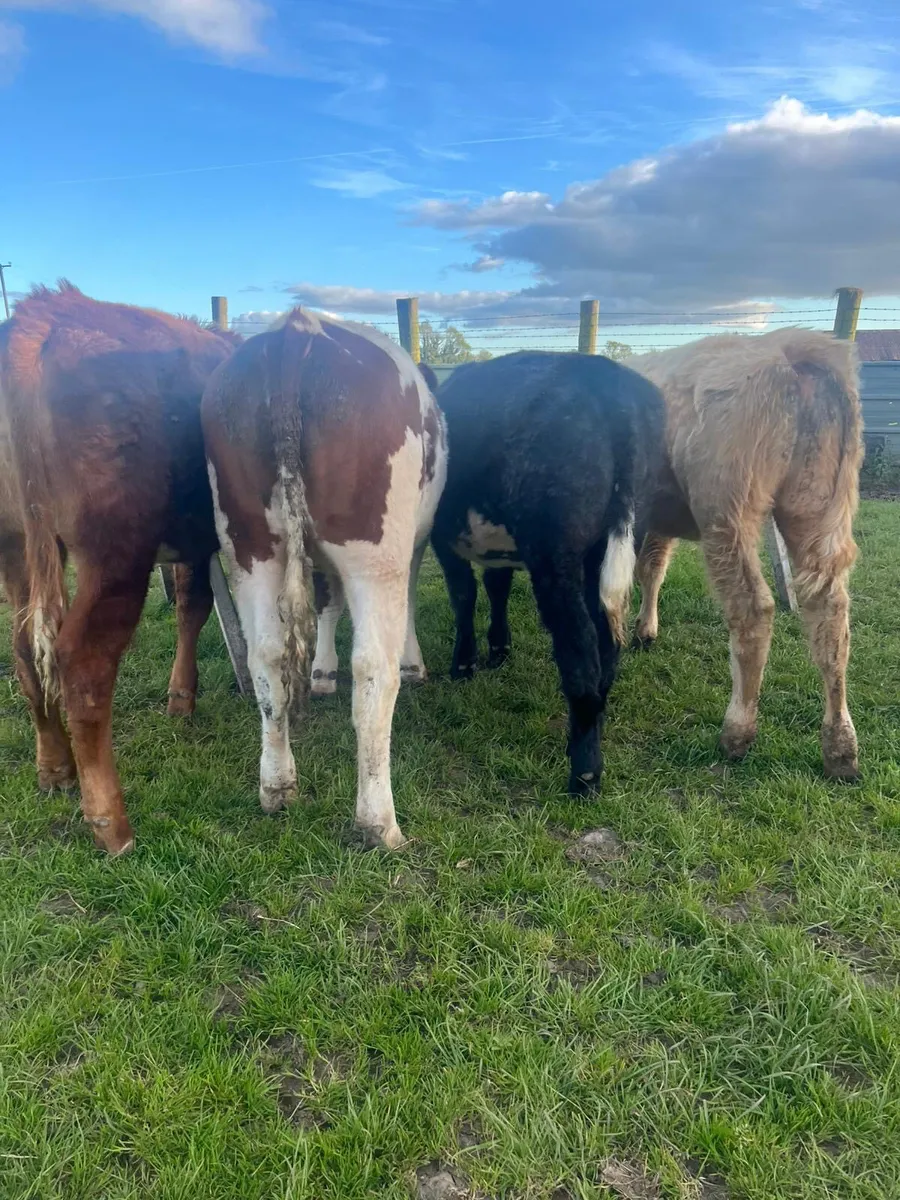 4 Continental Heifer Weanlings - Image 4