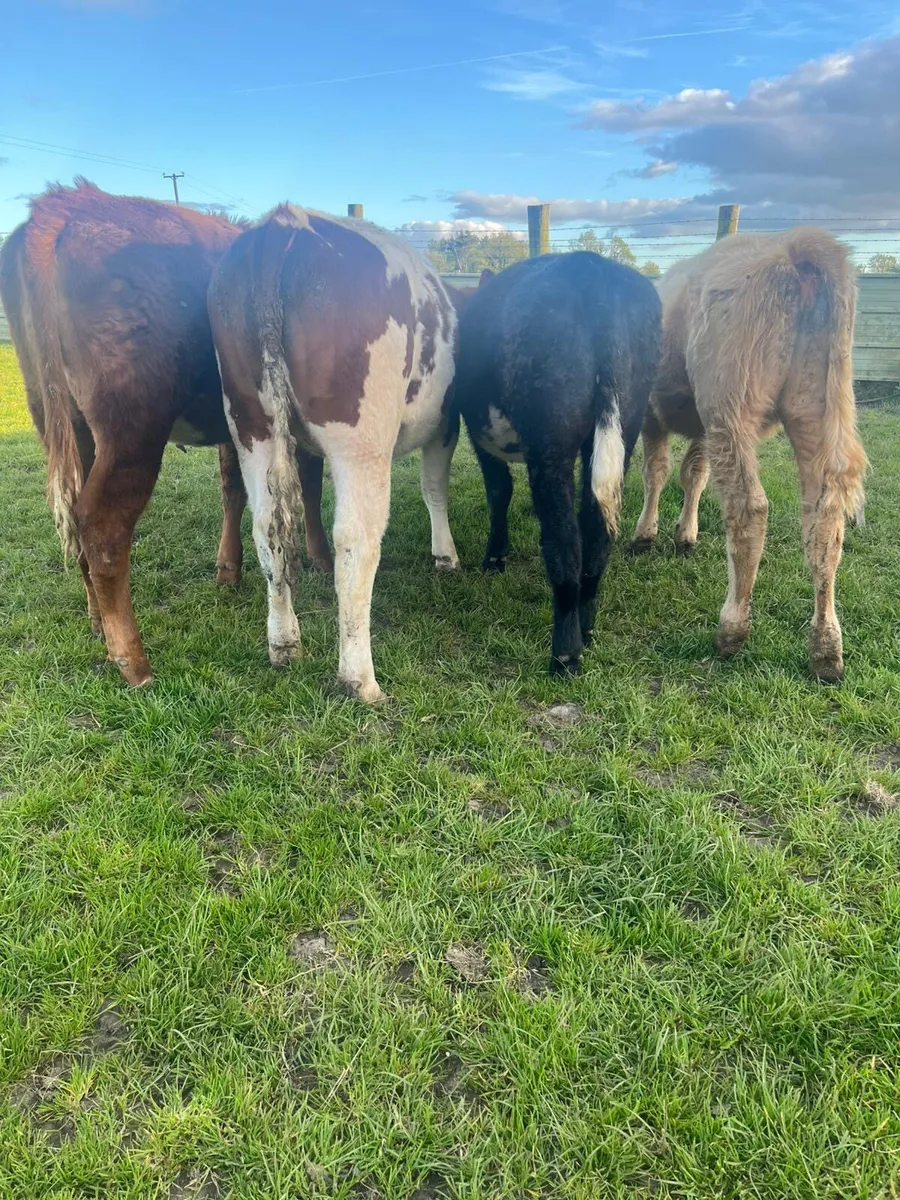4 Continental Heifer Weanlings - Image 2