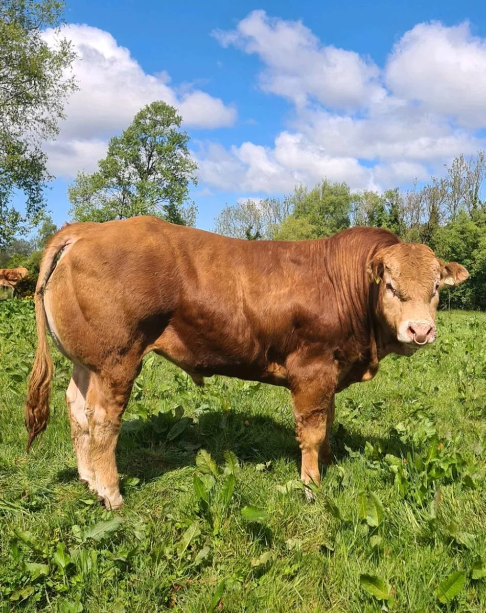 Pedigree Registered Limousin Bulls - Image 1
