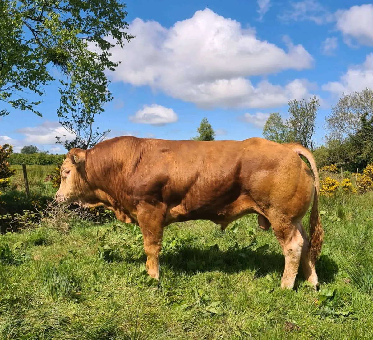 Pedigree Registered Limousin Bulls - Image 2