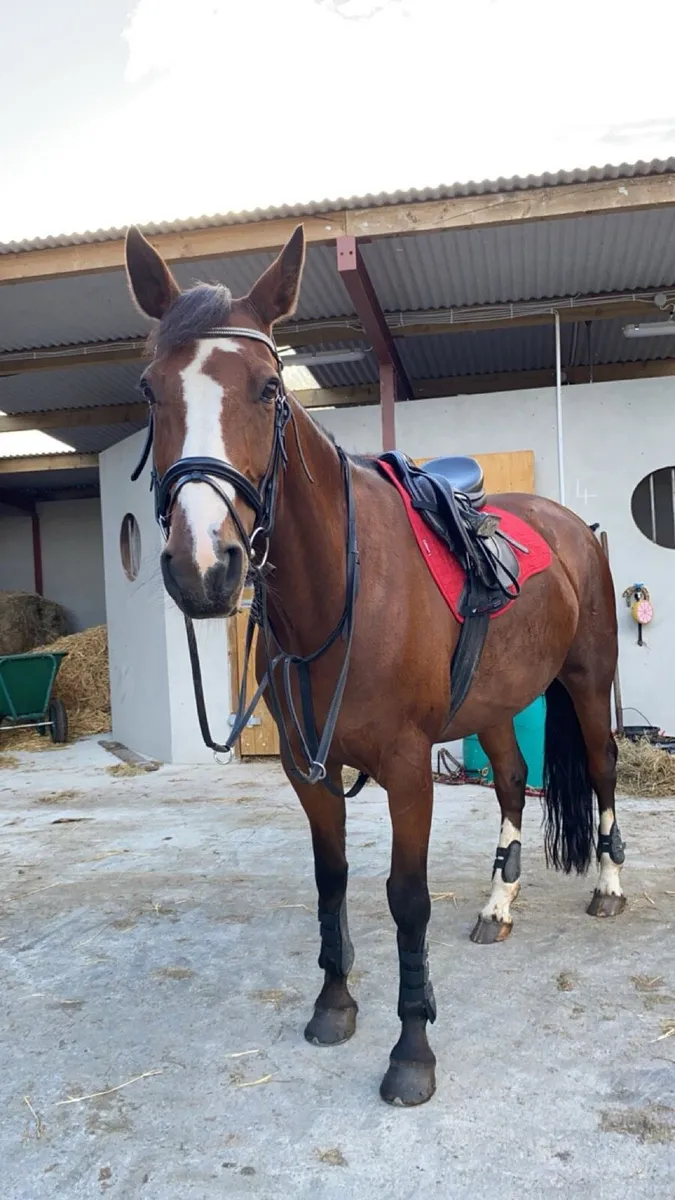 🌟 Stunning 15.2hh ISH Gelding - Image 1