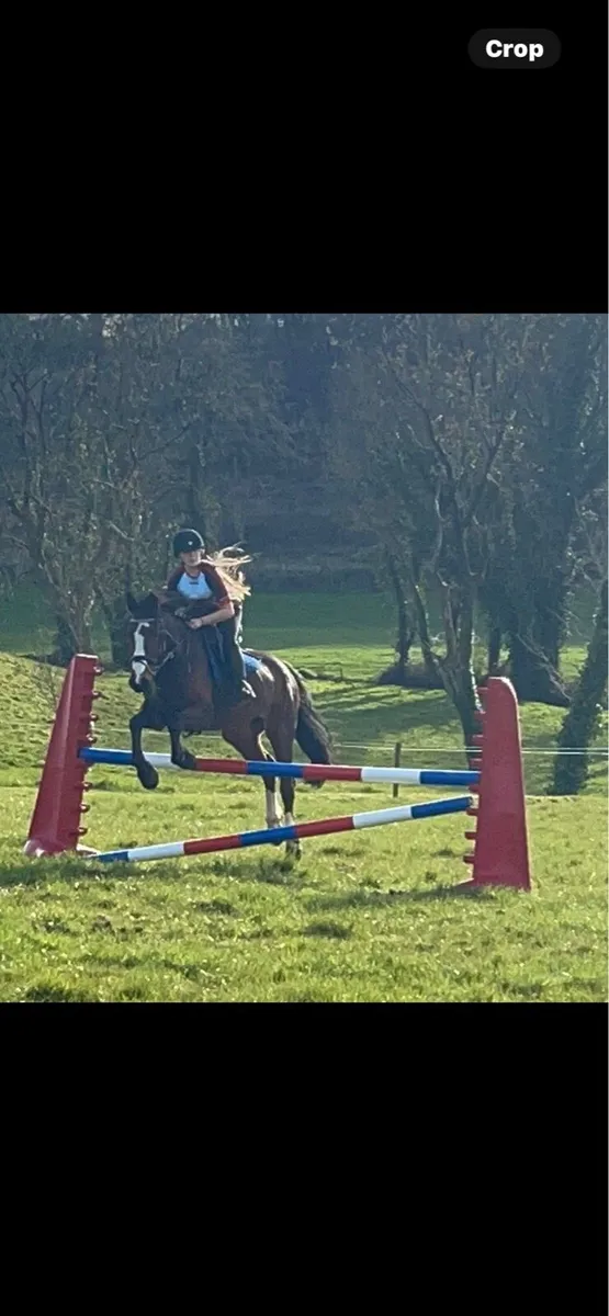 🌟 Stunning 15.2hh ISH Gelding - Image 3