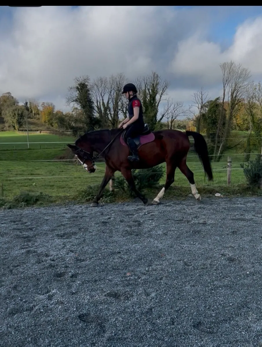 🌟 Stunning 15.2hh ISH Gelding - Image 4