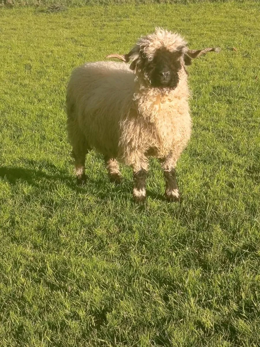 Valais ewe and lamb - Image 3
