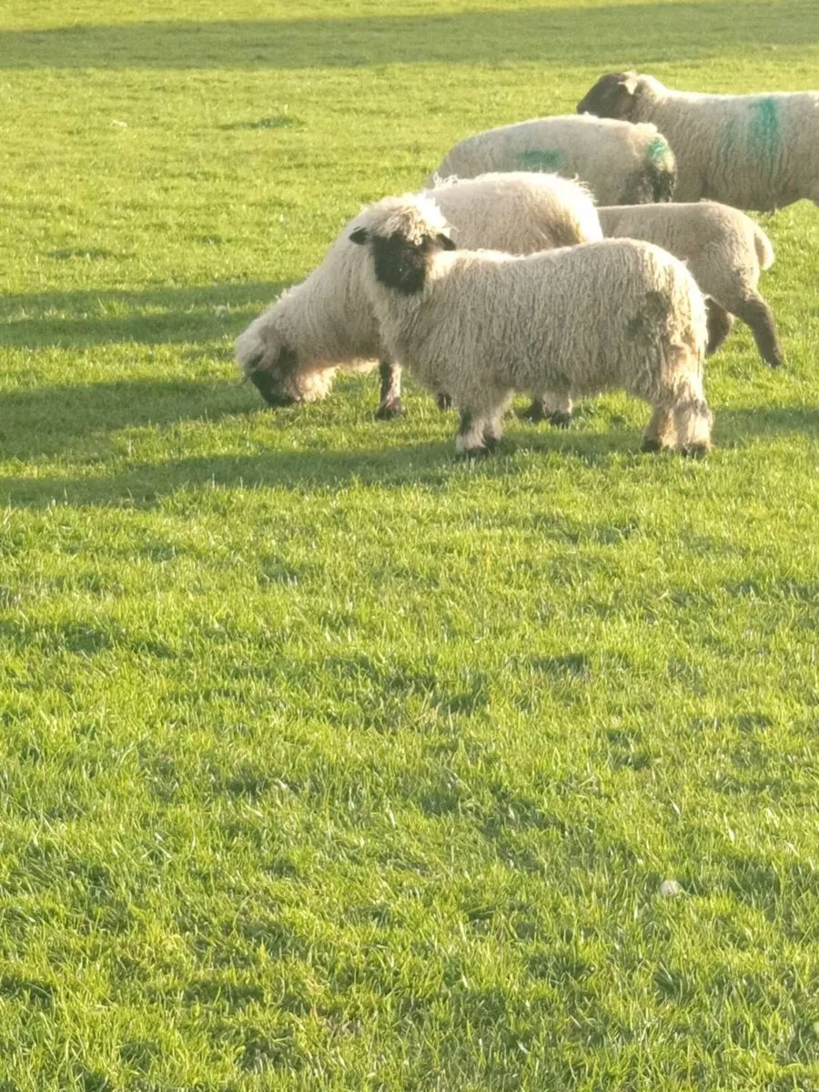 Valais ewe and lamb - Image 4