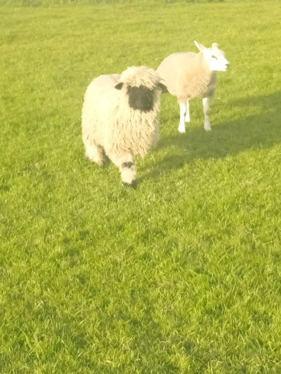 Valais ewe and lamb - Image 1