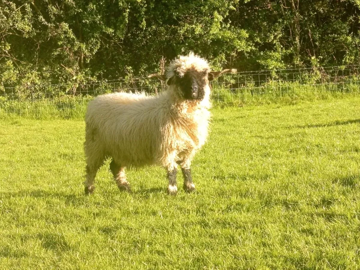 Valais ewe and lamb - Image 2