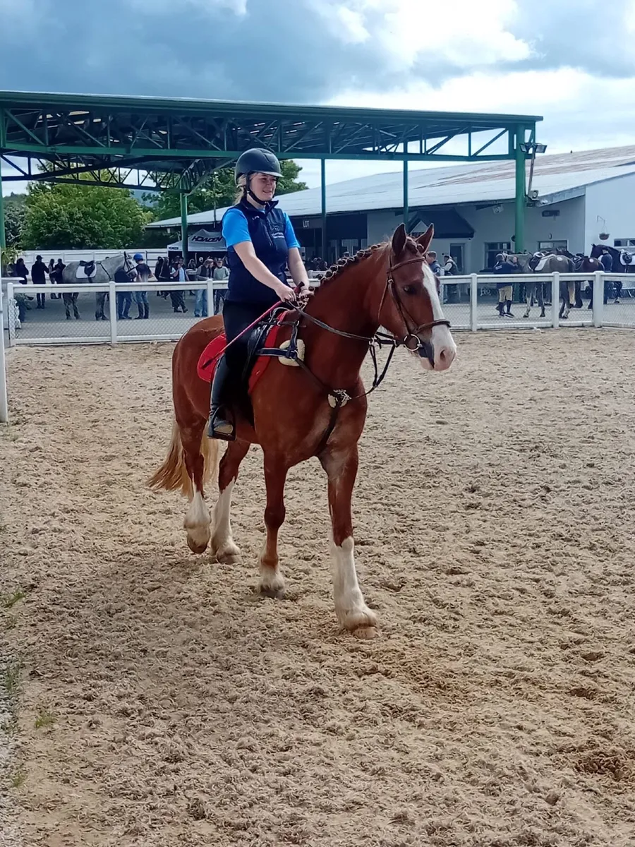 15.2hh 4 year old Welsh cob - Image 1