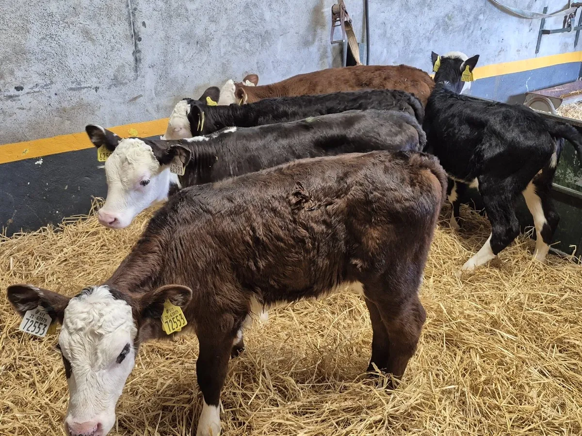5 Hereford Heifer Calves - Image 4