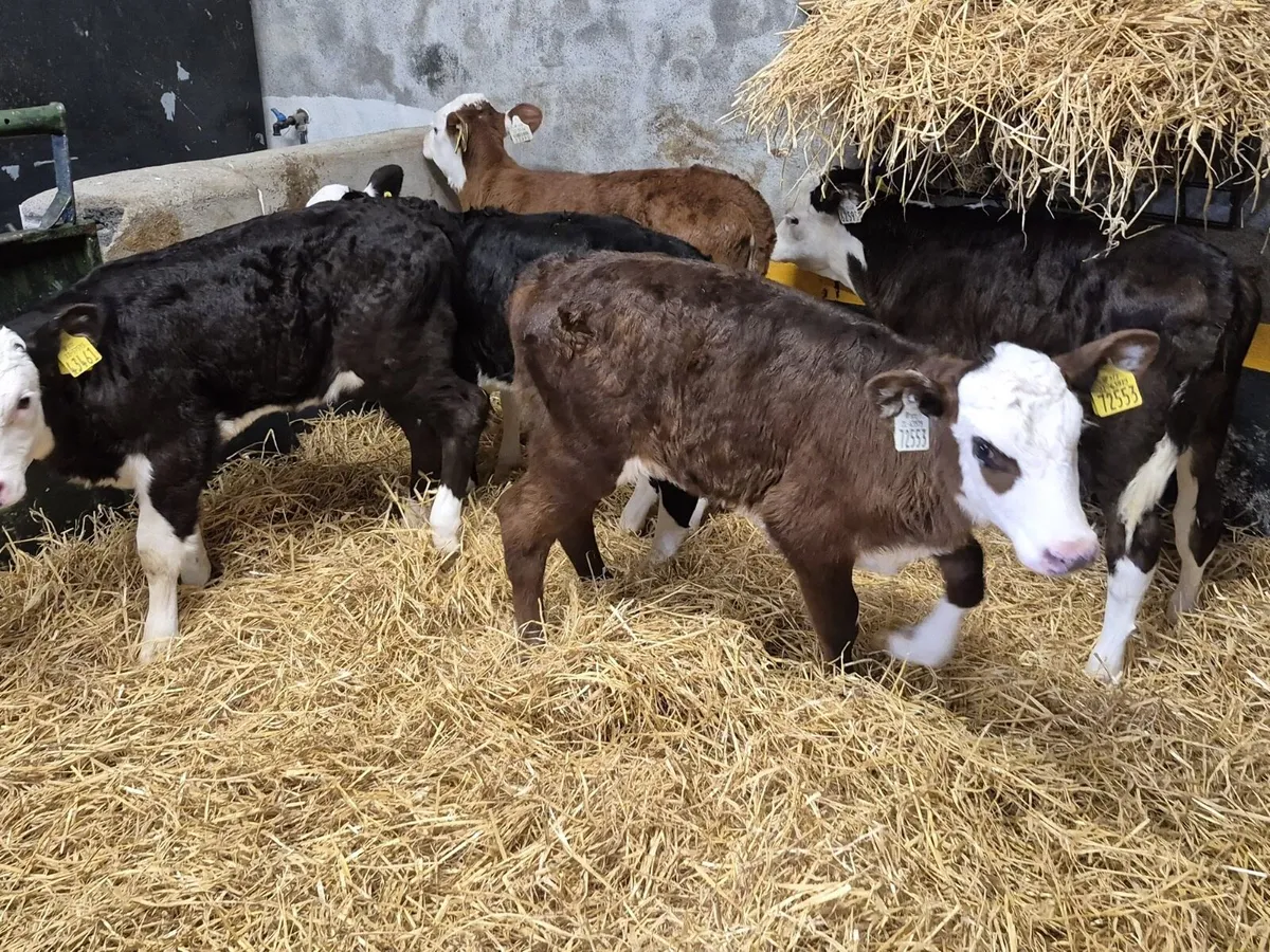 5 Hereford Heifer Calves - Image 1