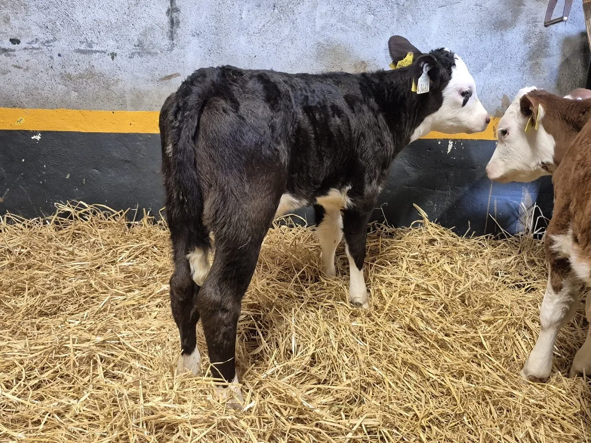 5 Hereford Heifer Calves - Image 2