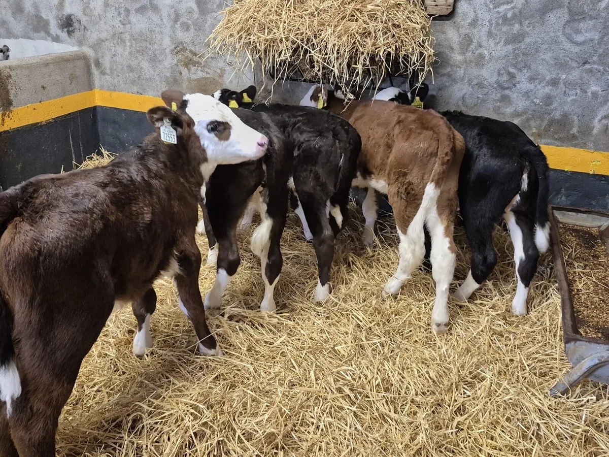 5 Hereford Heifer Calves - Image 3