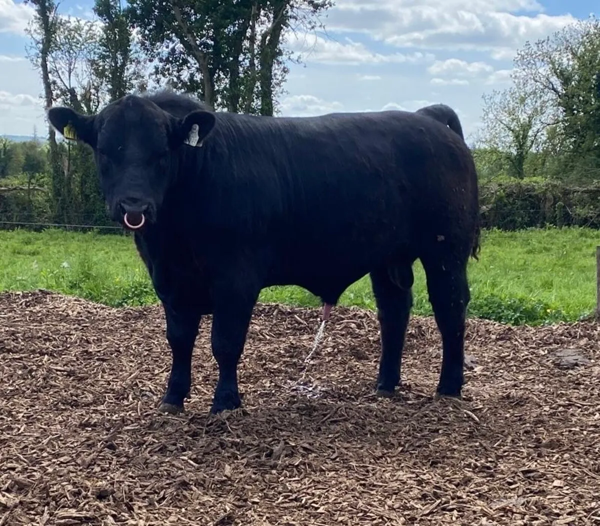 Angus bull - Image 1