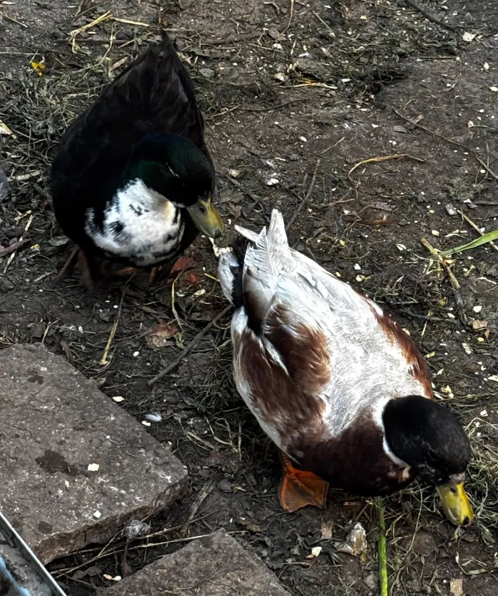 Call Ducks (2 pairs only ) - Image 1
