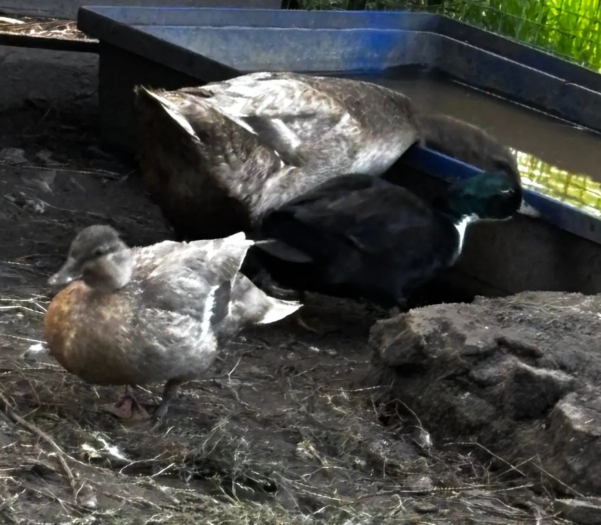 Call Ducks (2 pairs only ) - Image 3