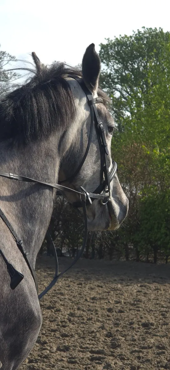 Irish Draught Horse - Image 3