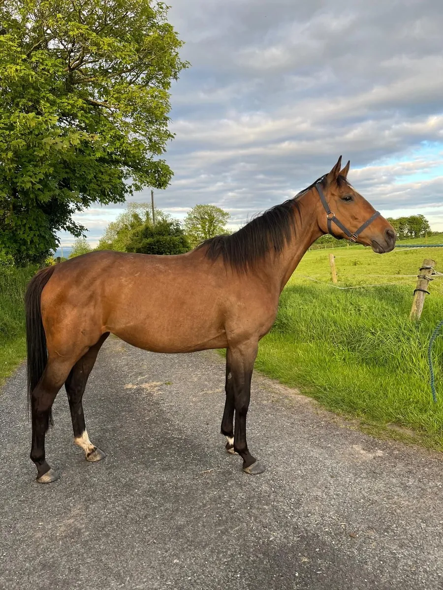 Thoroughbred mare - Image 4