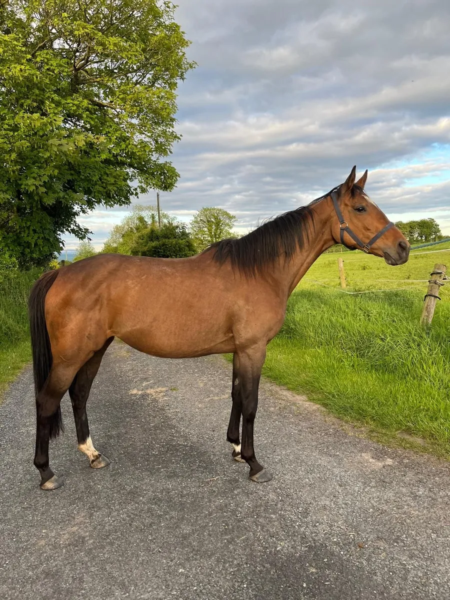Thoroughbred mare - Image 2