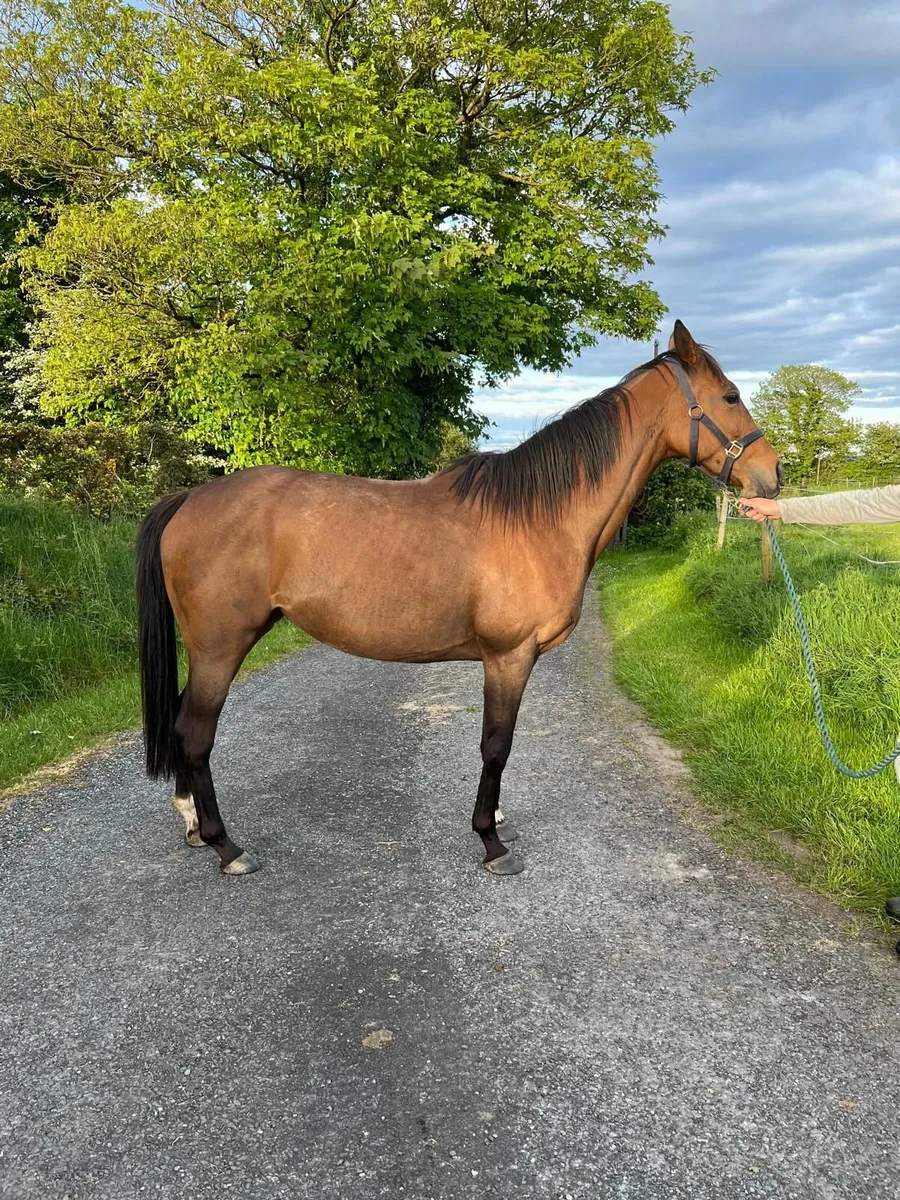 Thoroughbred mare - Image 3